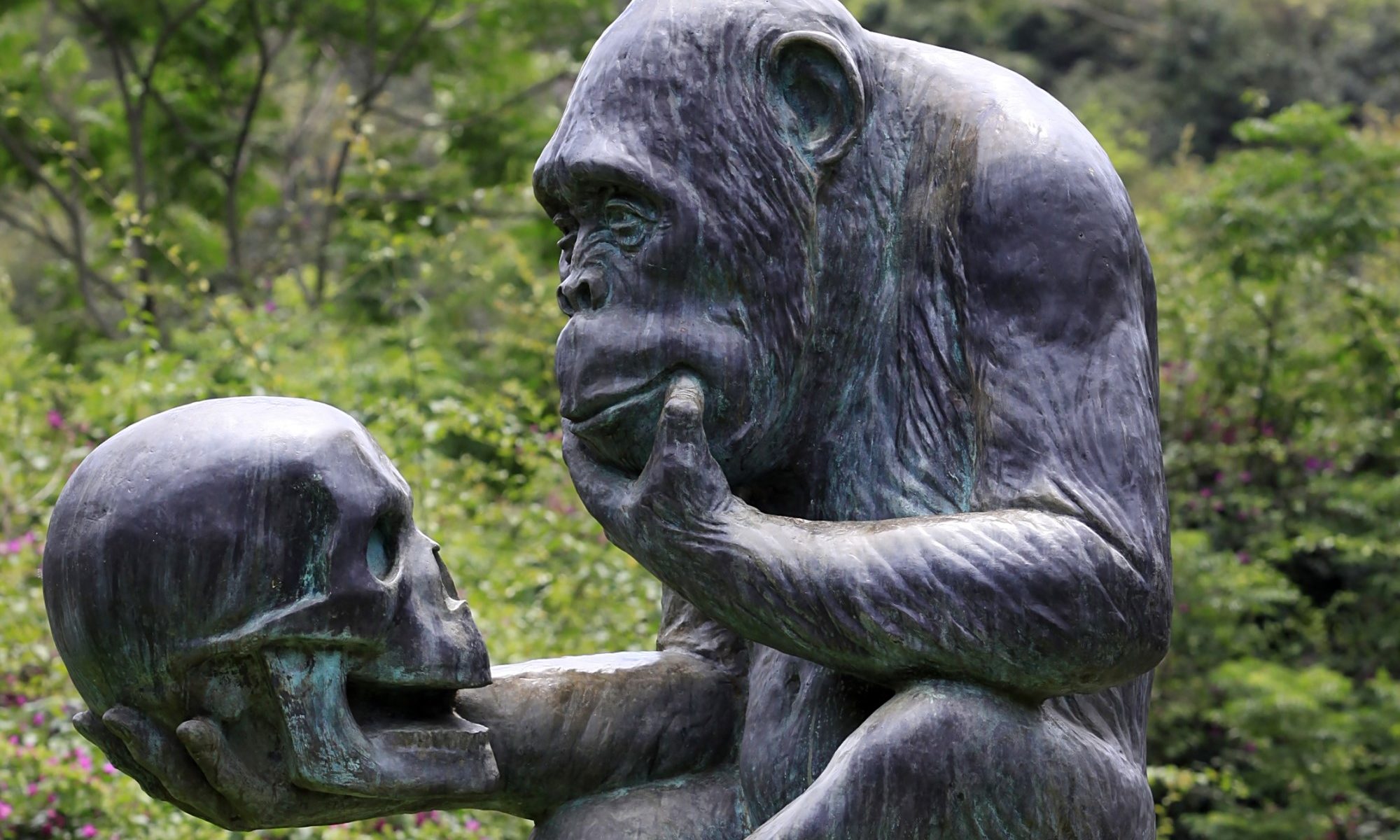 photograph of statue of gorilla contemplating a human skull