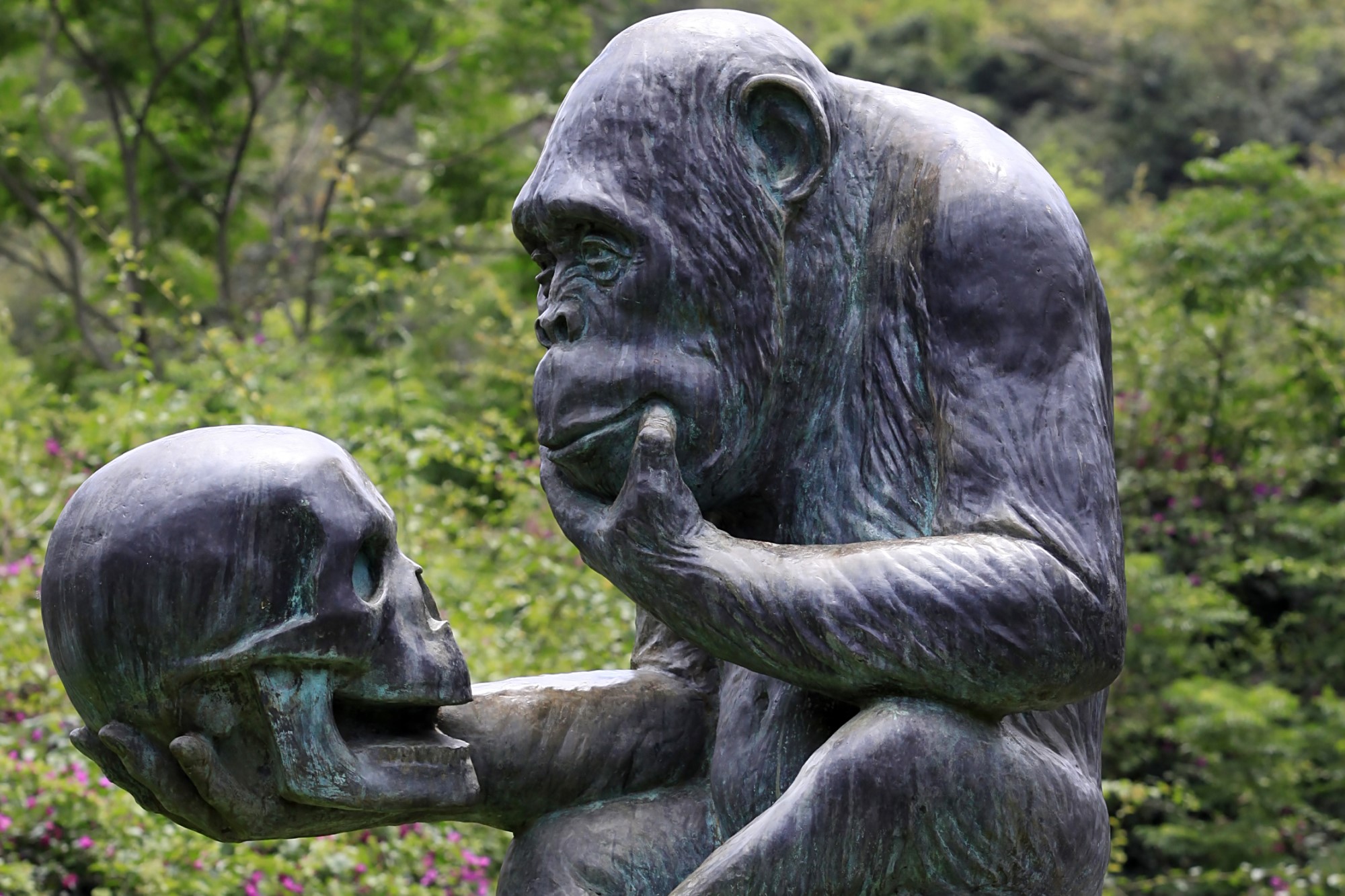 photograph of statue of gorilla contemplating a human skull