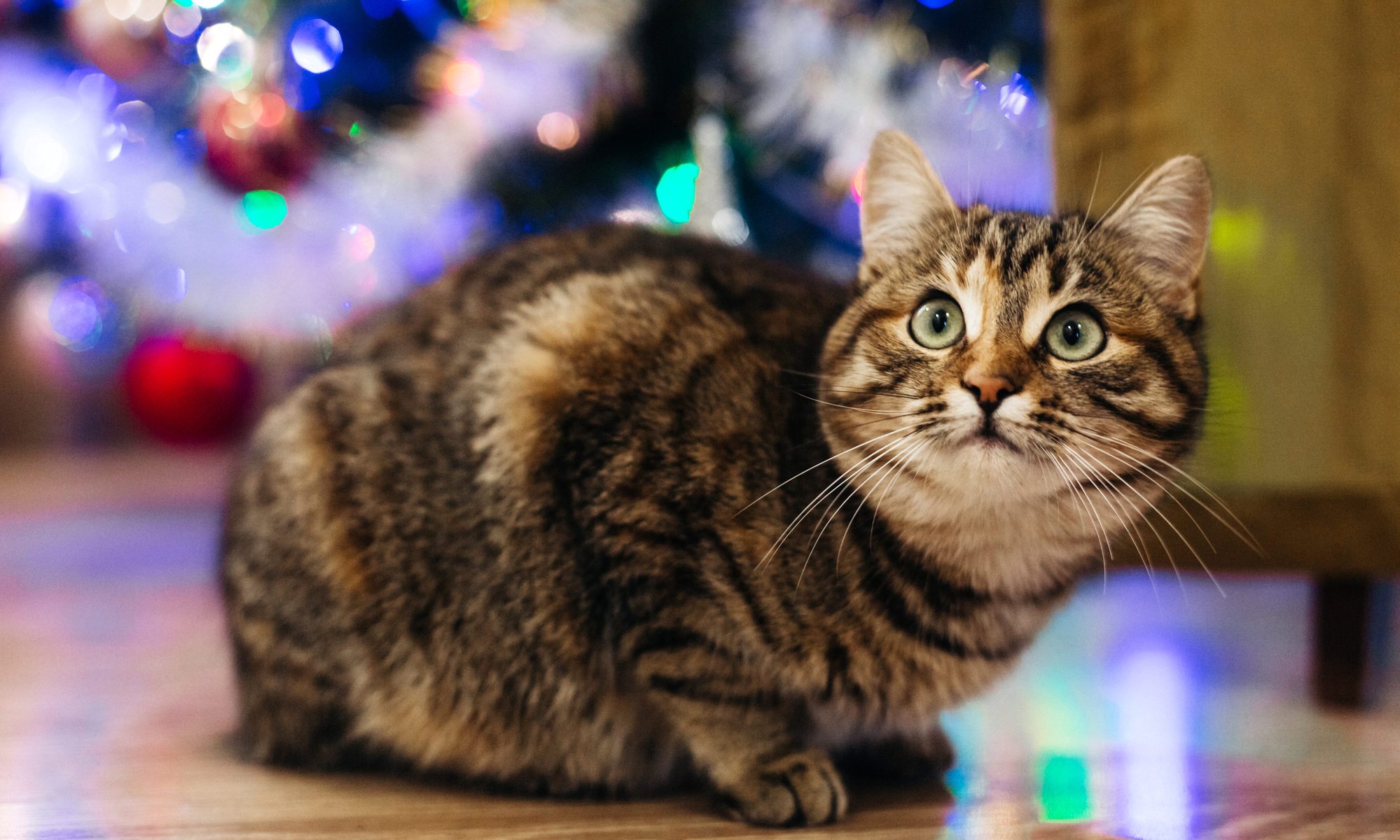 photograph of alert cat in front of Christmas tree