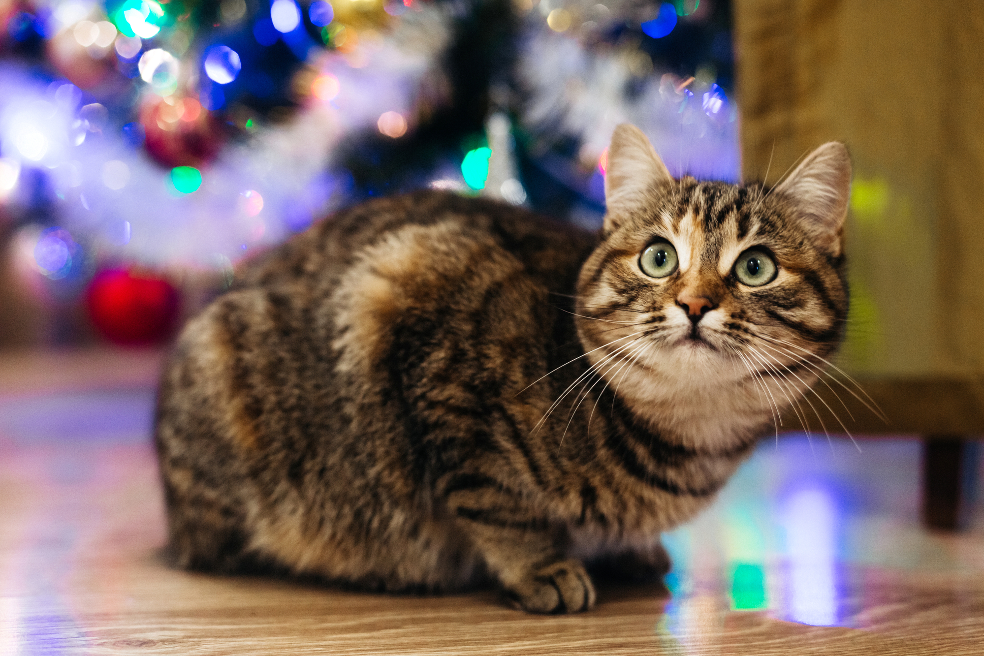 photograph of alert cat in front of Christmas tree