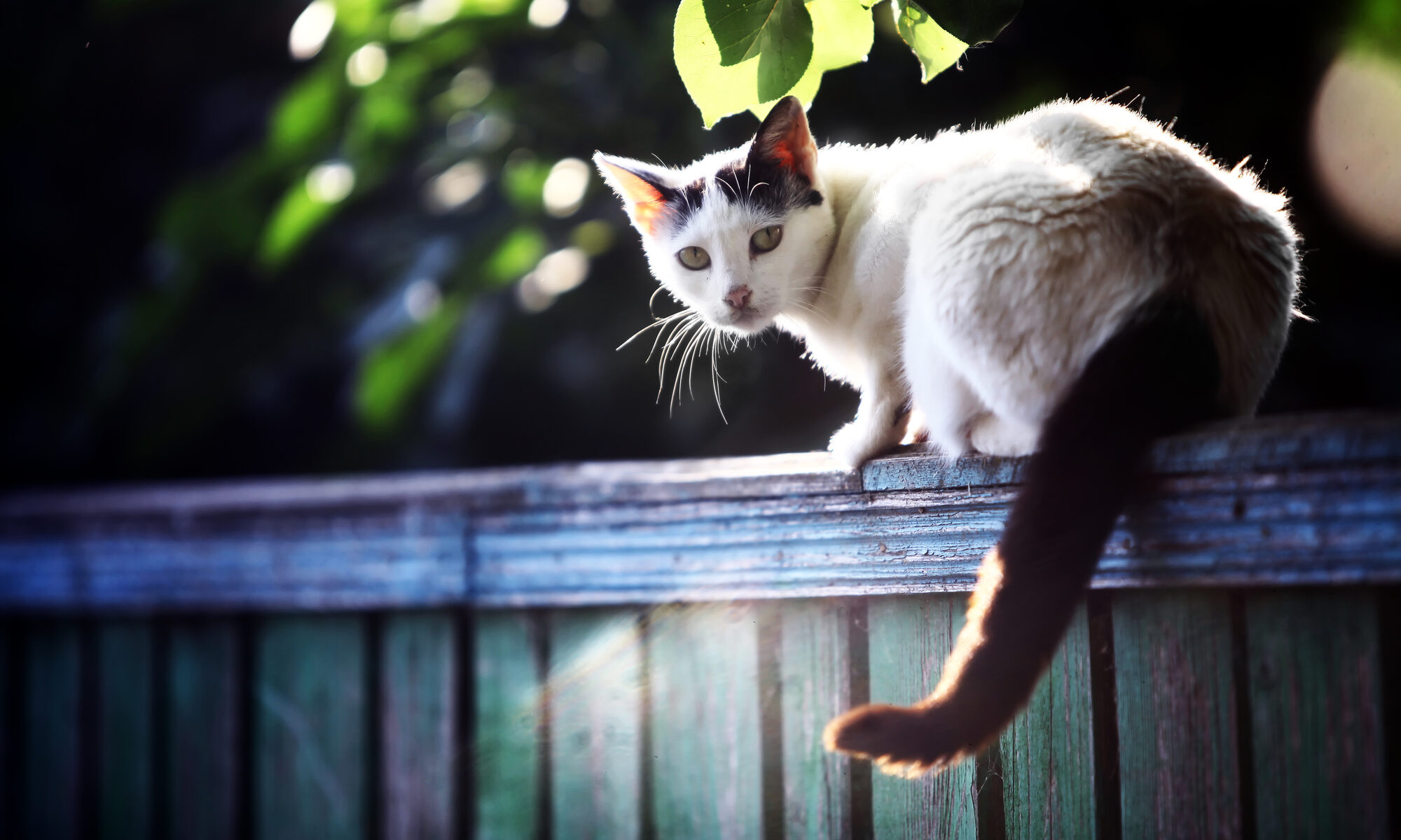 photograph of cat on fence at night
