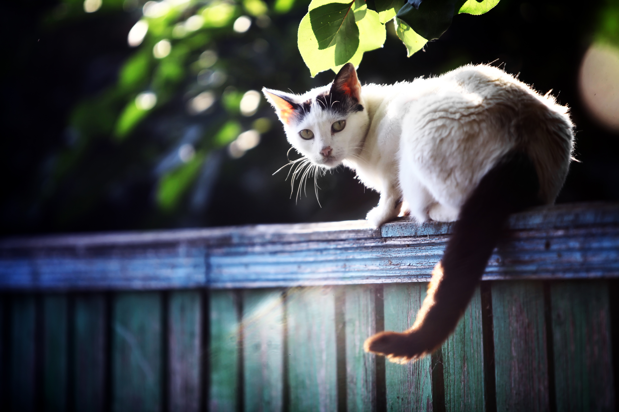 photograph of cat on fence at night