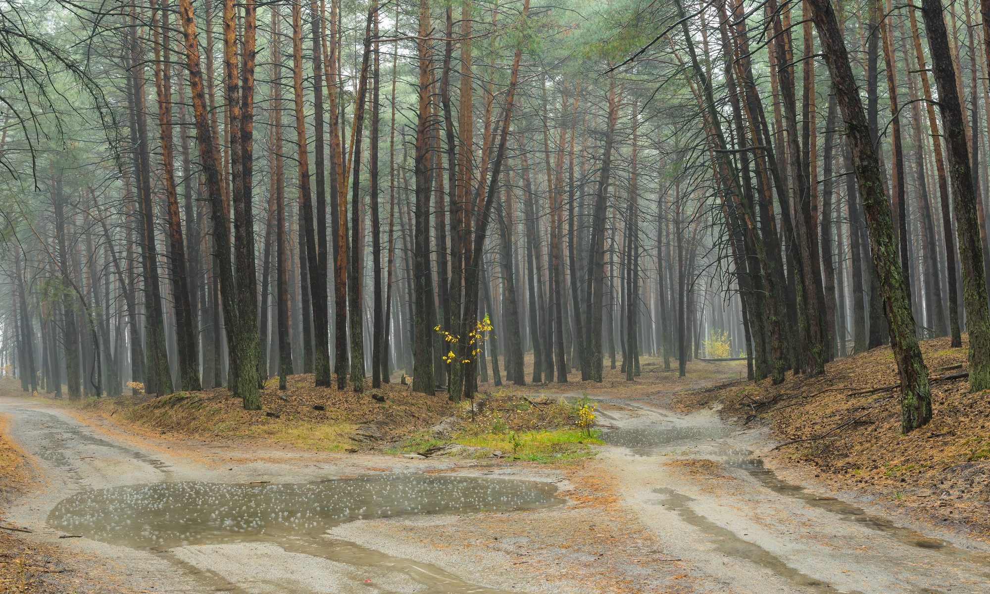 photograph of a forked path in pine forest