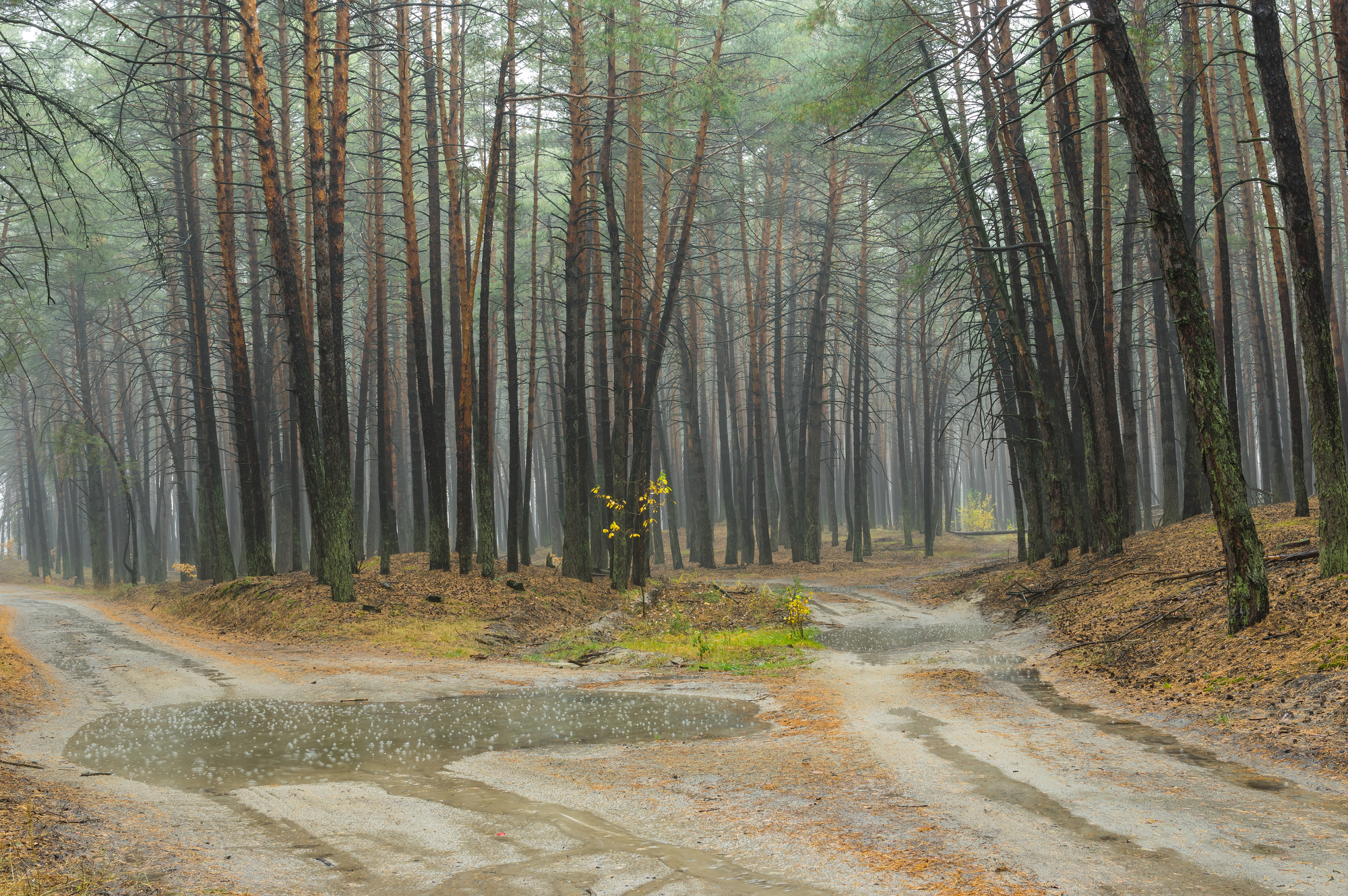 photograph of a forked path in pine forest