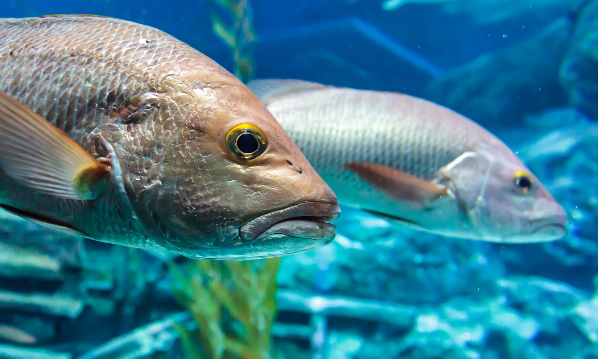 photograph of bass fish underwater