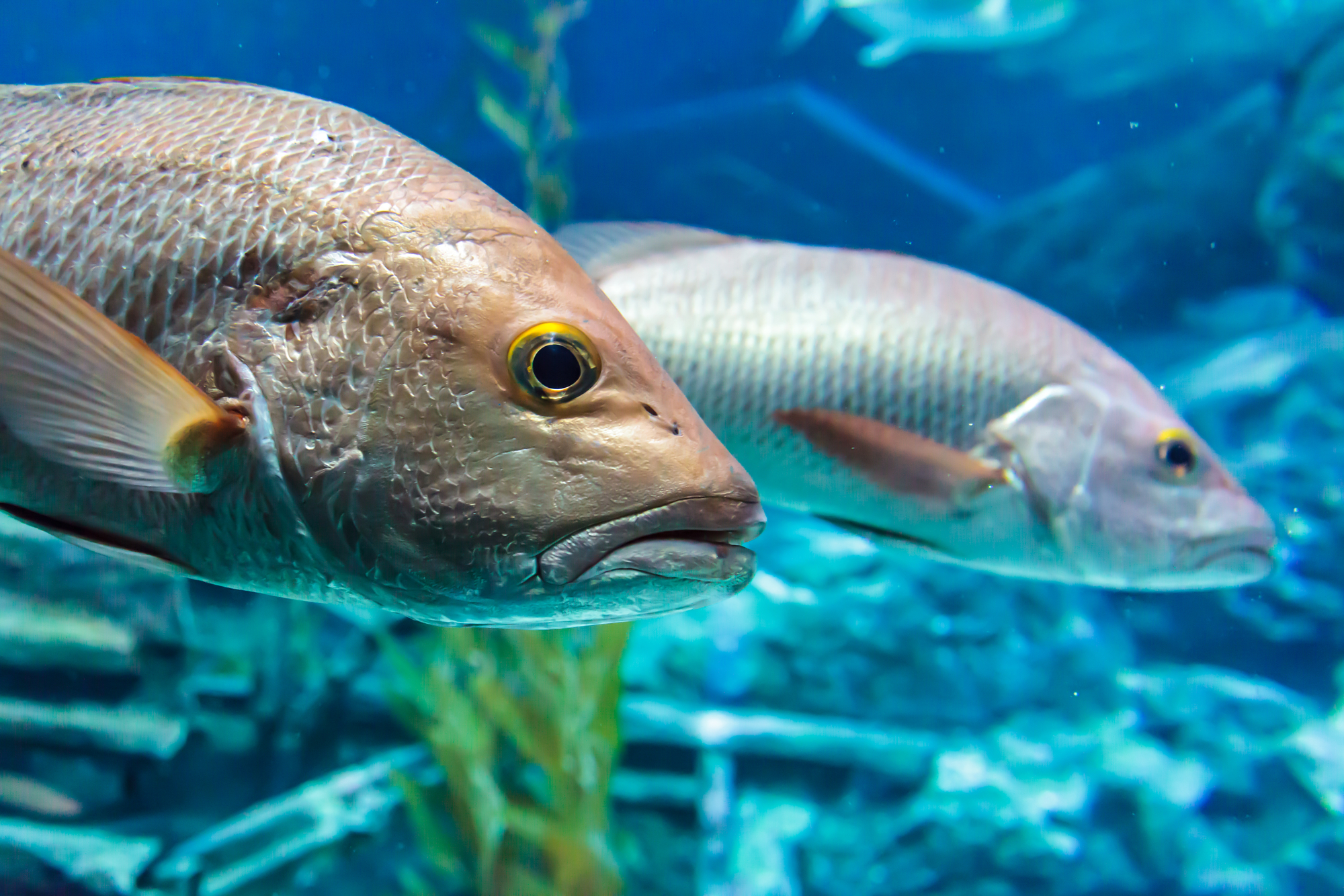 photograph of bass fish underwater