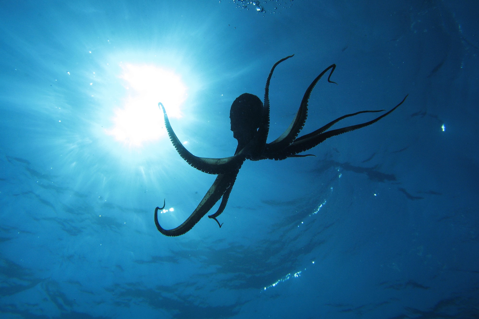 photograph of octopus underwater