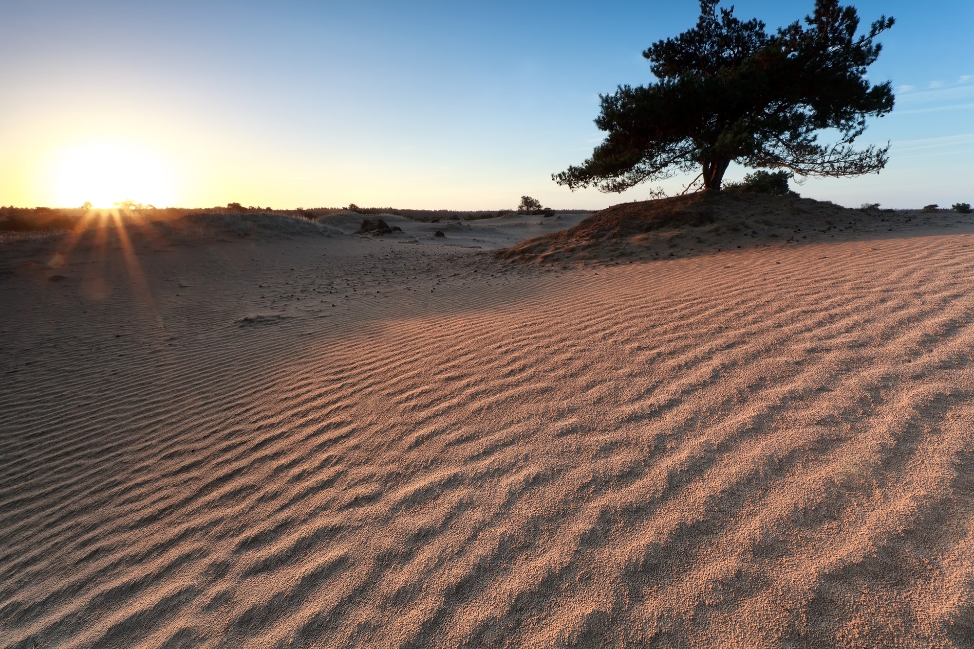 photograph of tree in the desert