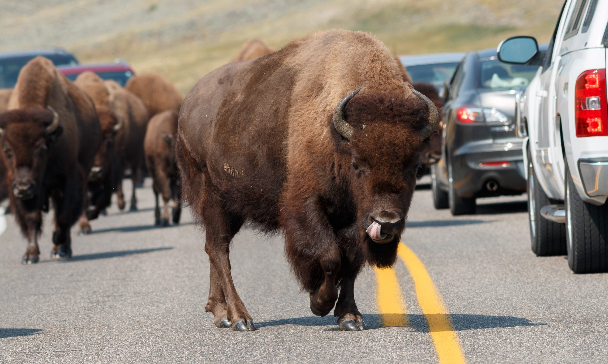 photograph of bison on the road in Yellowstone National Park