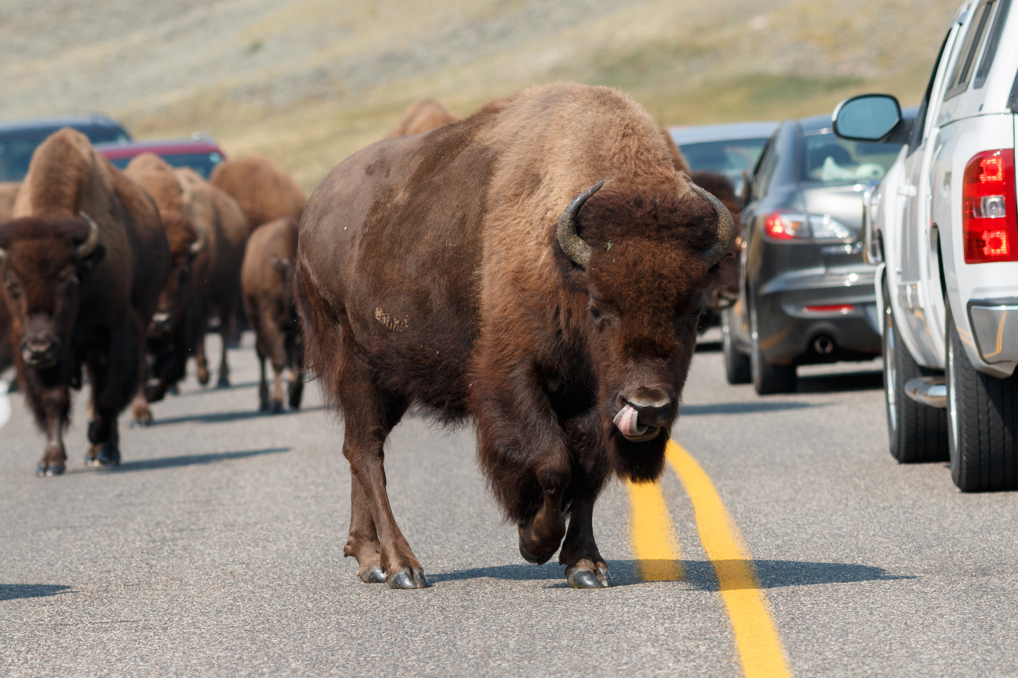 photograph of bison on the road in Yellowstone National Park