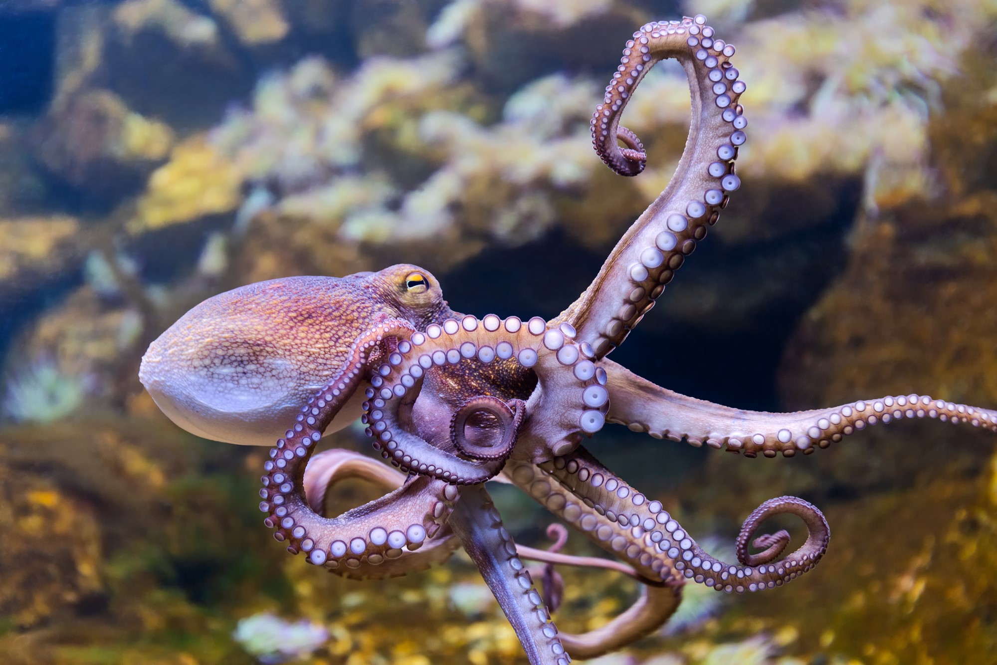 photograph of octopus underwater