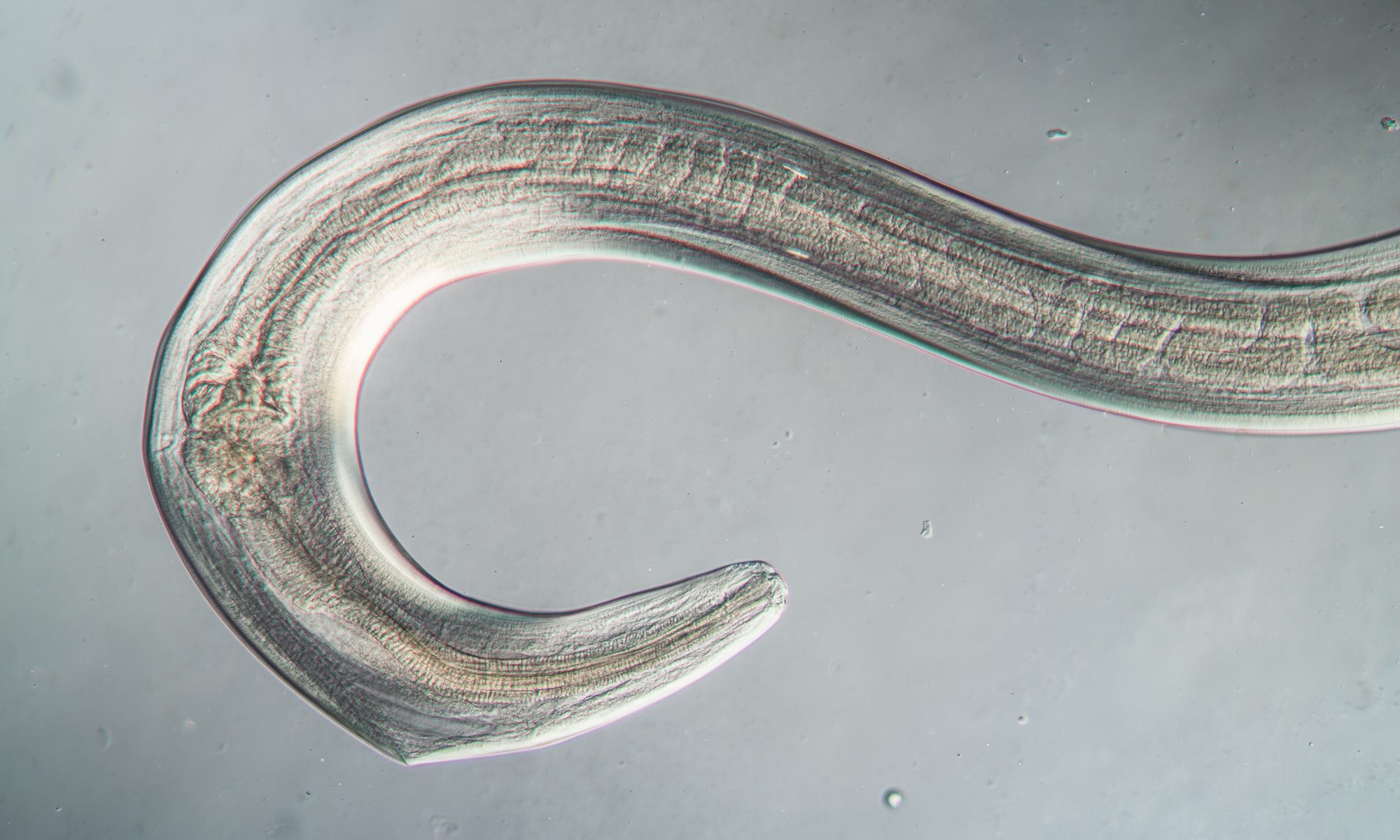 microscopic image of nematode