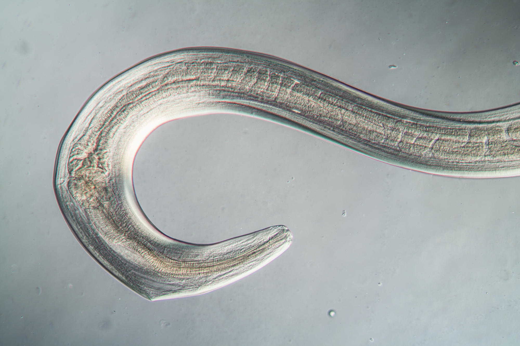 microscopic image of nematode