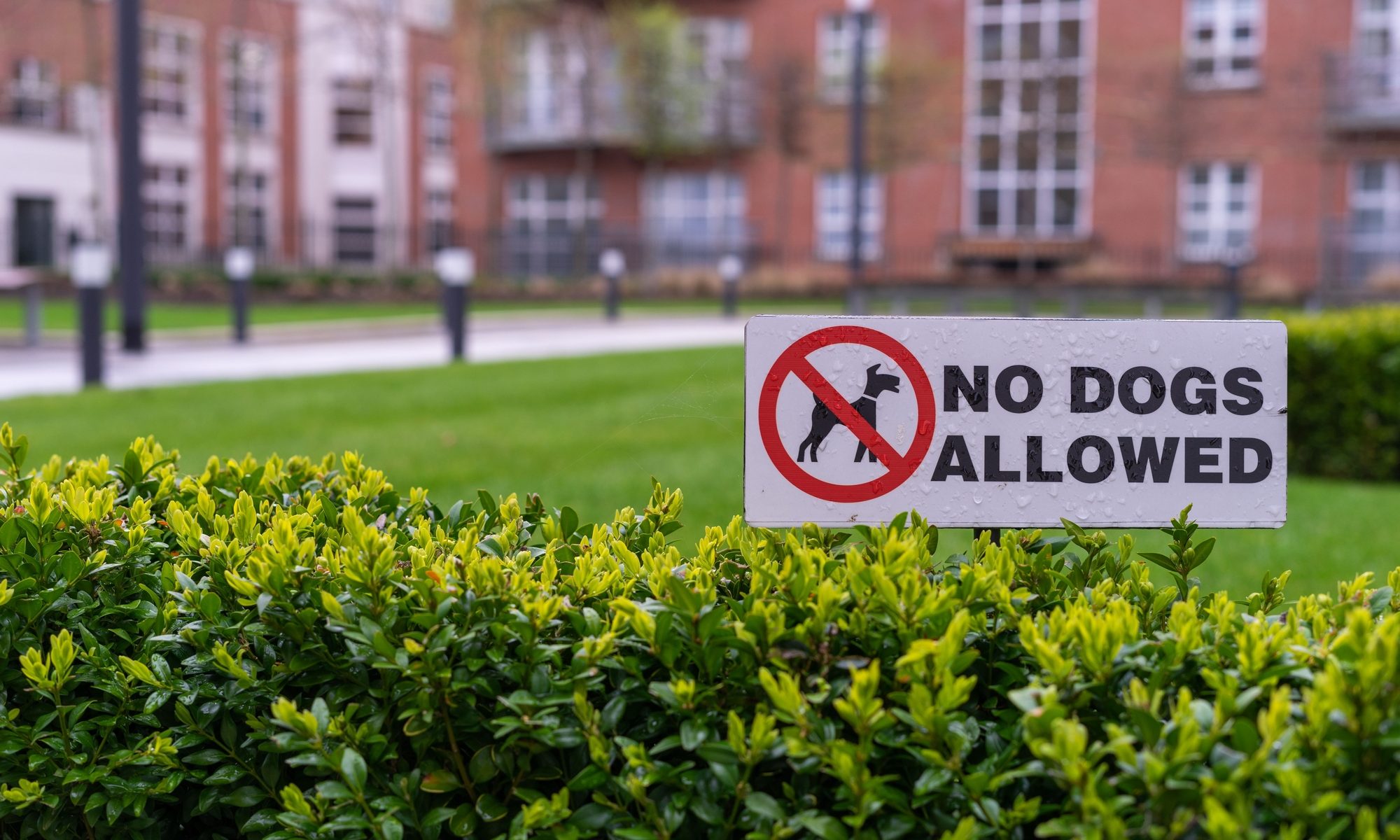 photograph of "No Dogs Allowed" sign in front of apartment complex