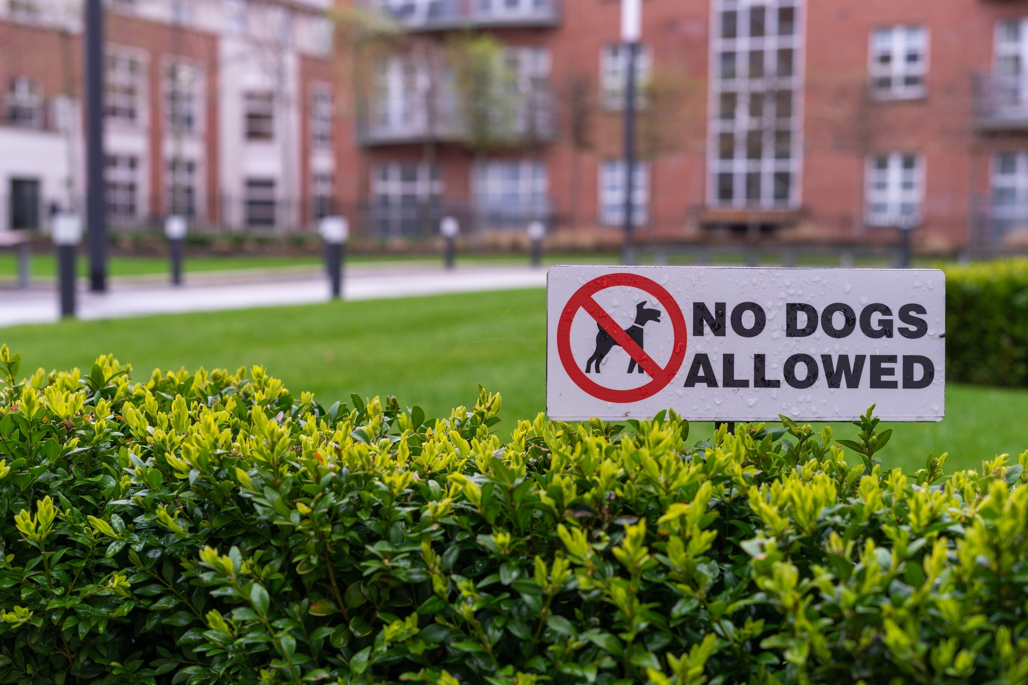 photograph of "No Dogs Allowed" sign in front of apartment complex