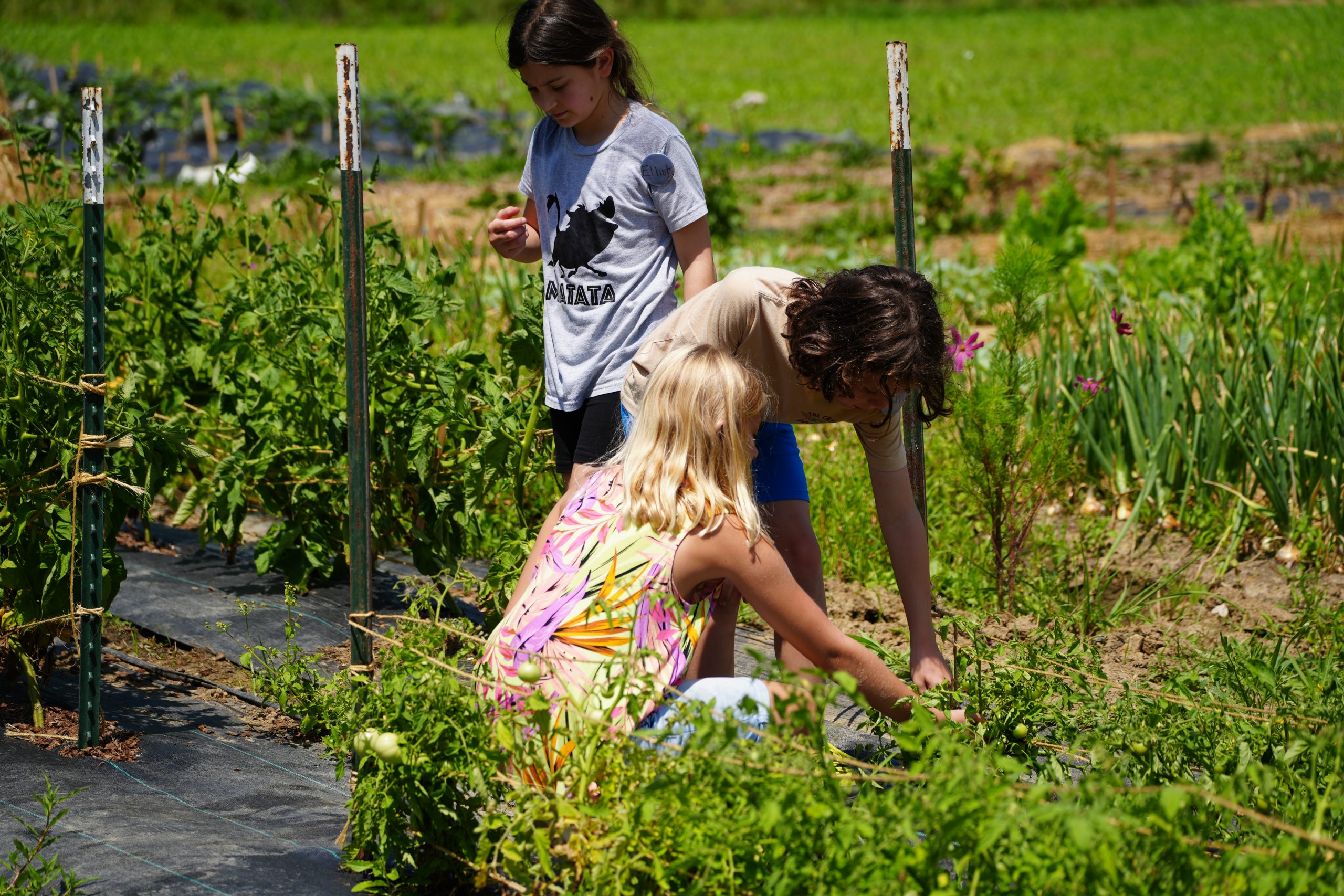 Three small children working at the Ullem Campus Farm during the Prindle Institute's Express camp.