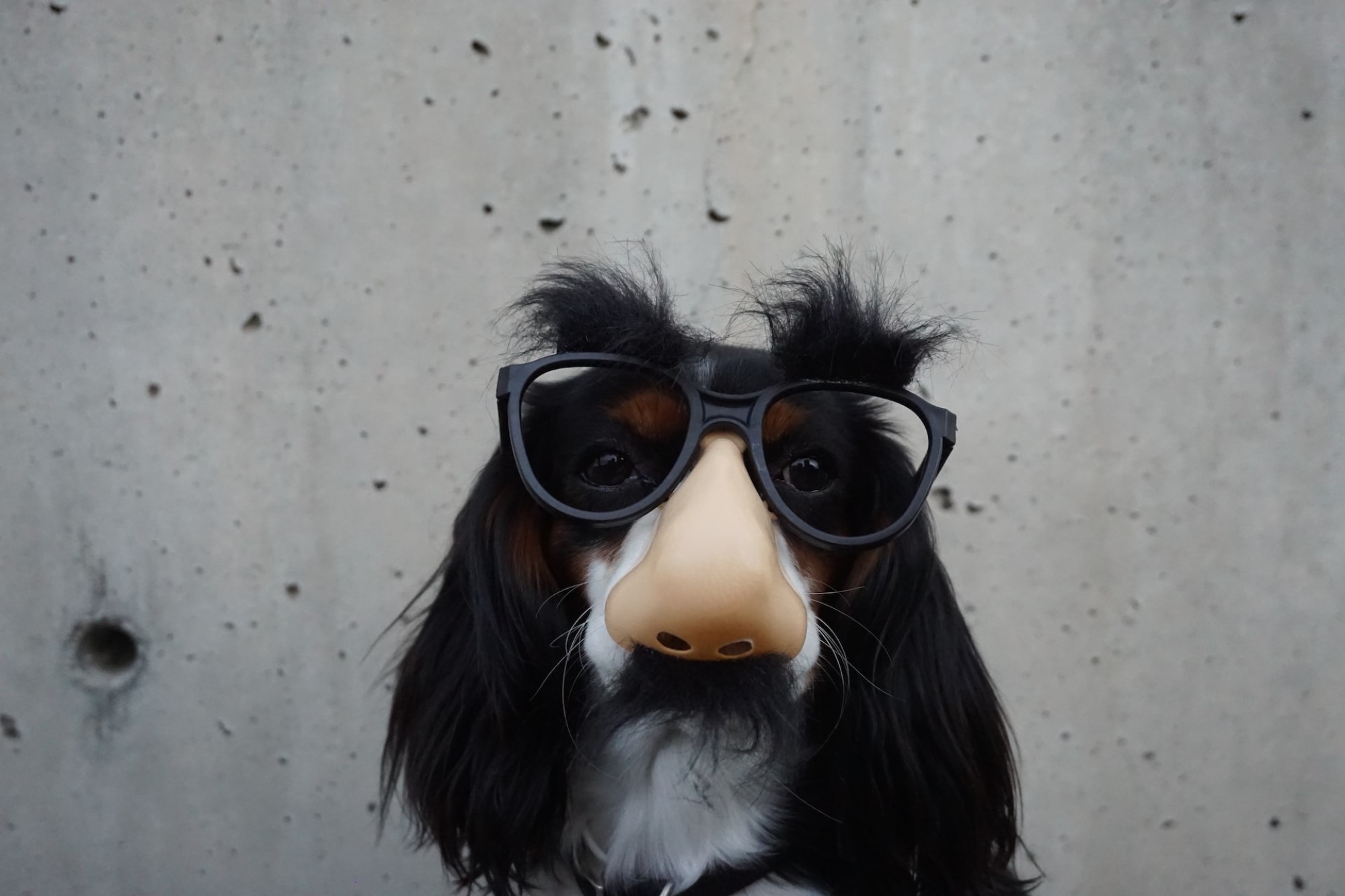 photograph of dog wearing costume disguise