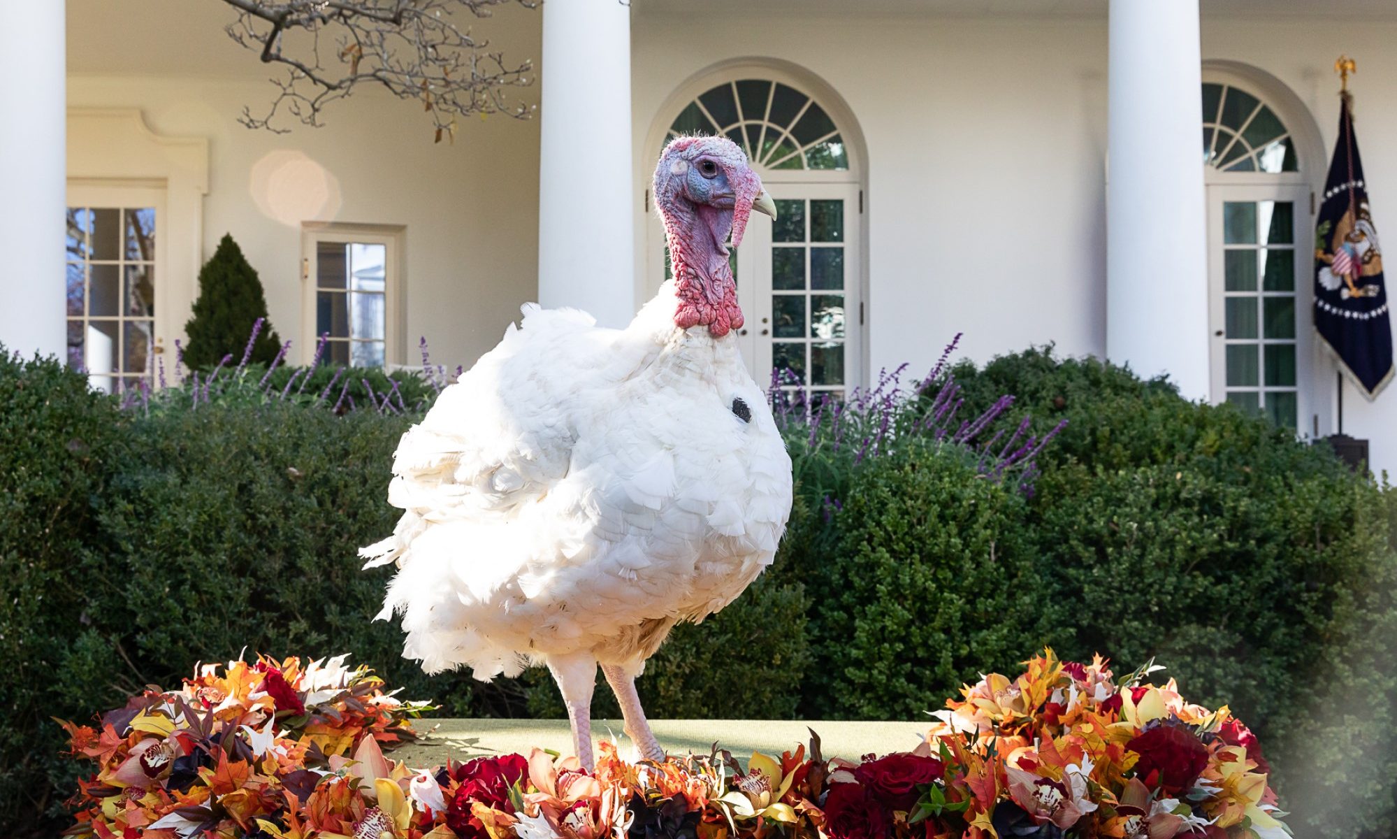photograph of turkey at White House pardoning event