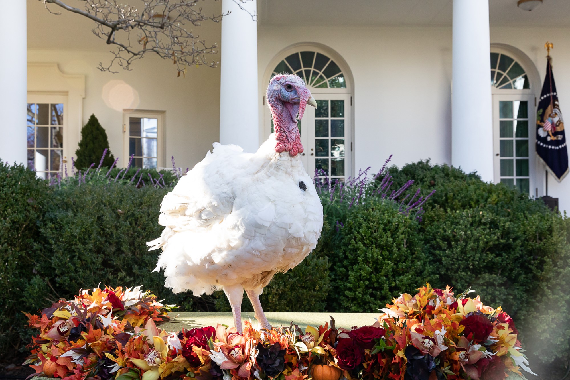 photograph of turkey at White House pardoning event