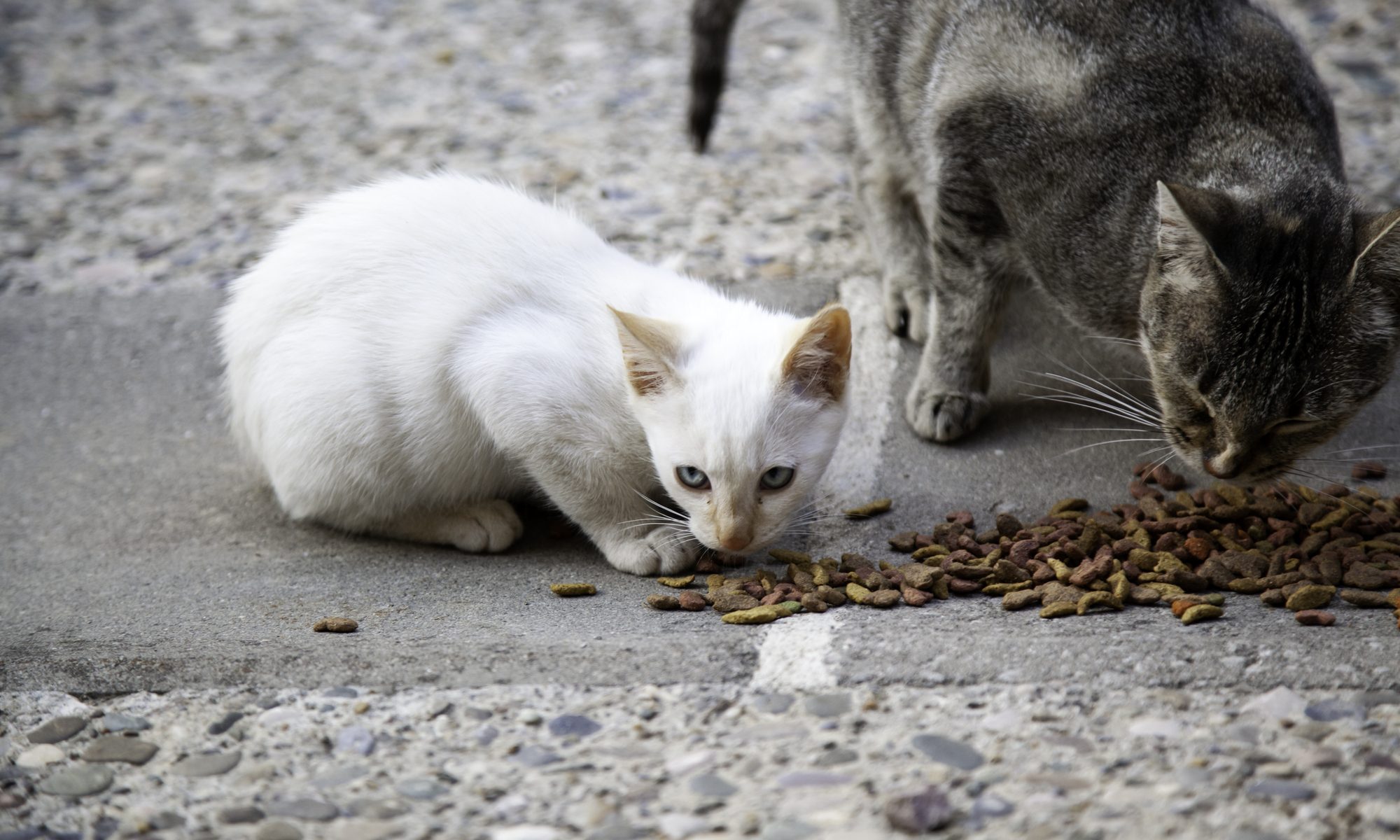 photograph of feral cats eating cat food on street