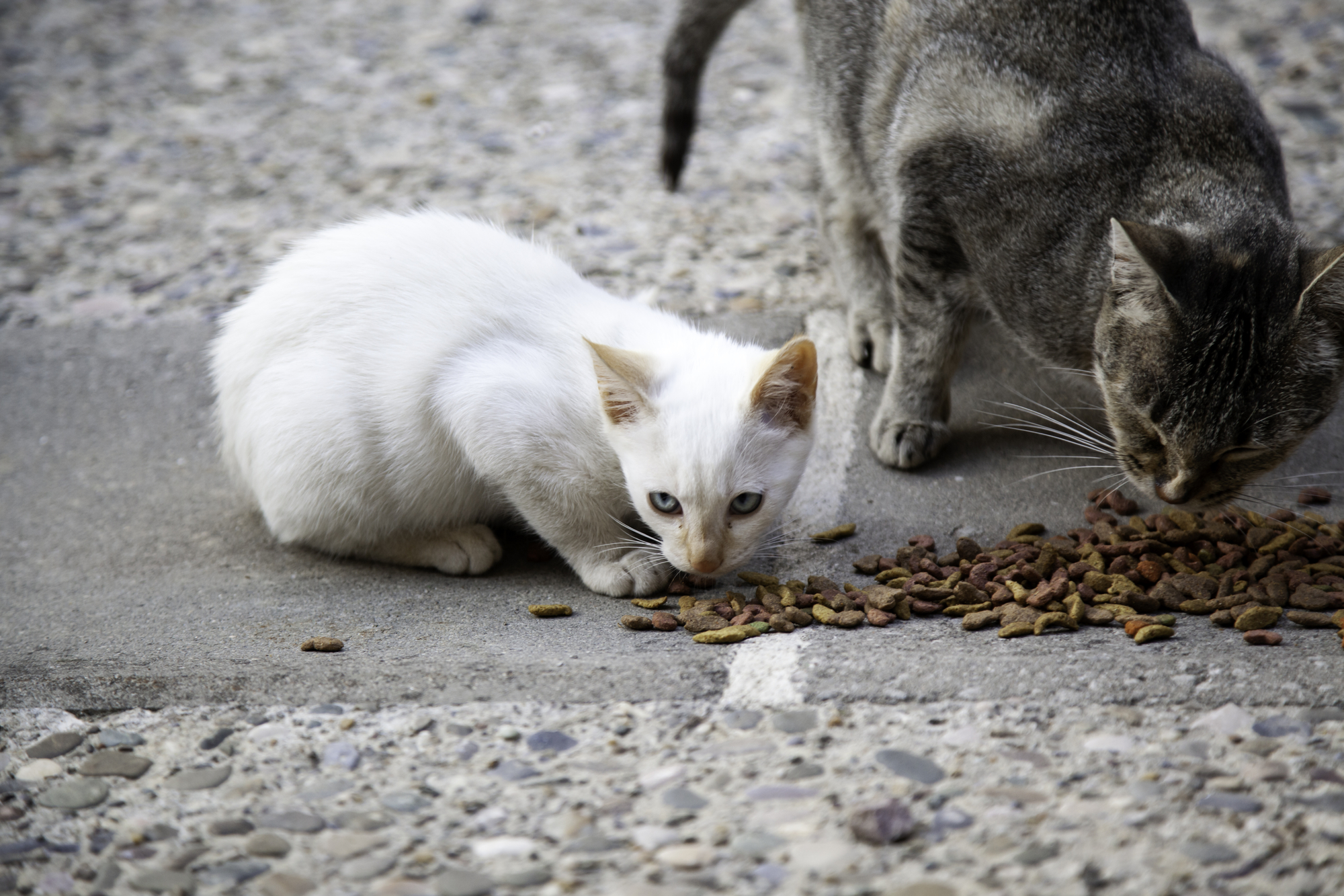 photograph of feral cats eating cat food on street