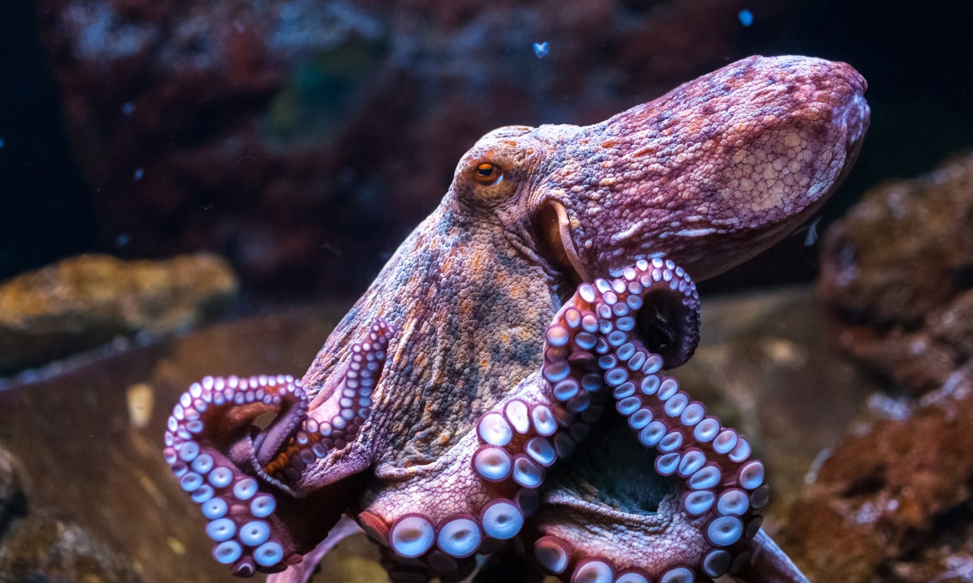 photograph of octopus in water