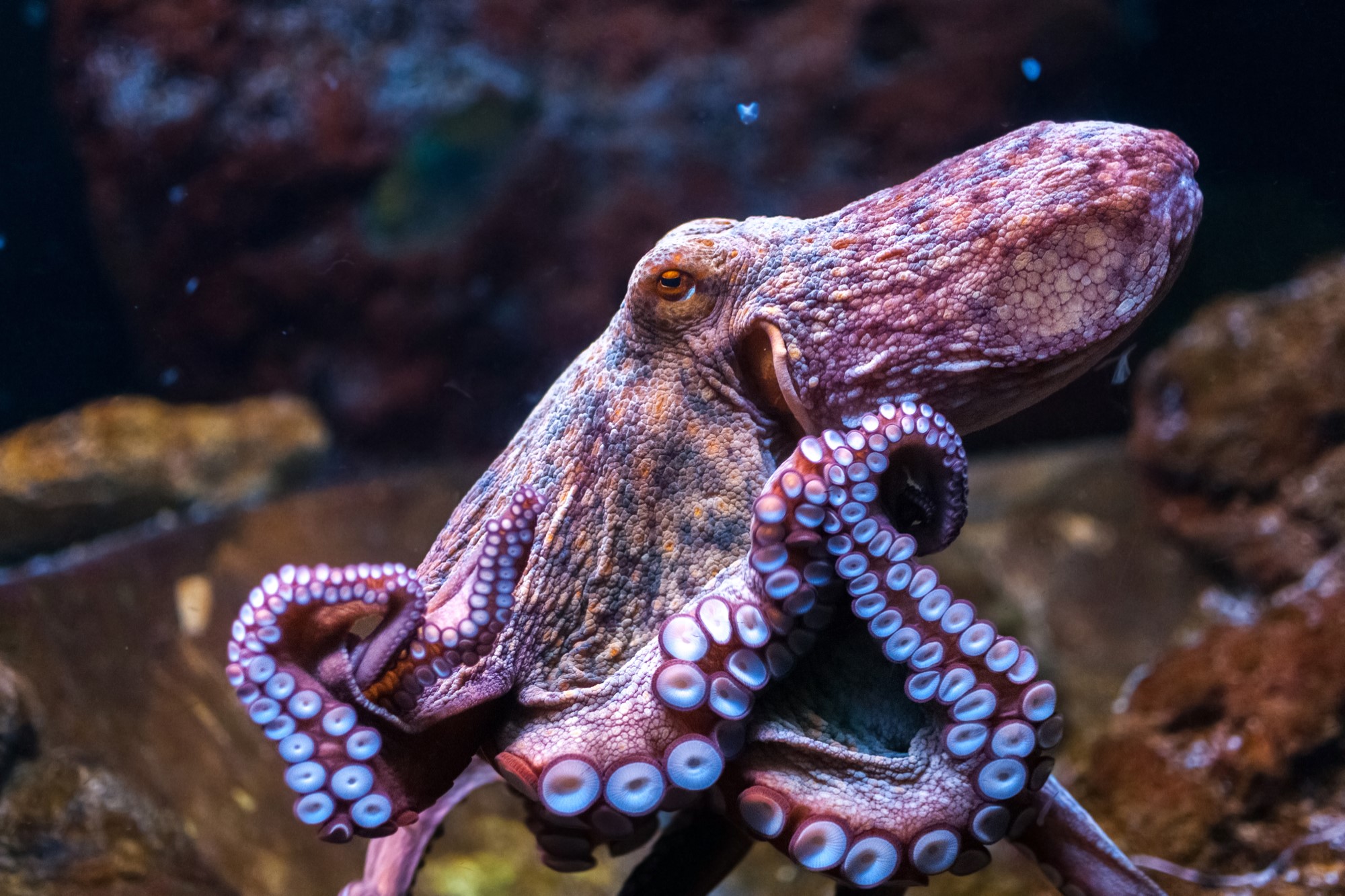 photograph of octopus in water