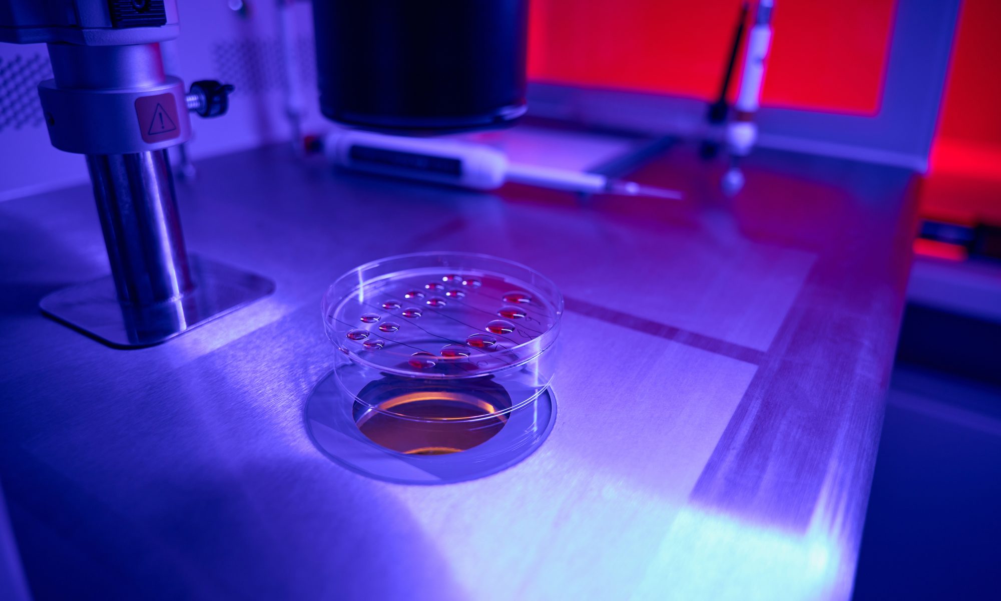 photograph of in vitro cell culture dish in lab