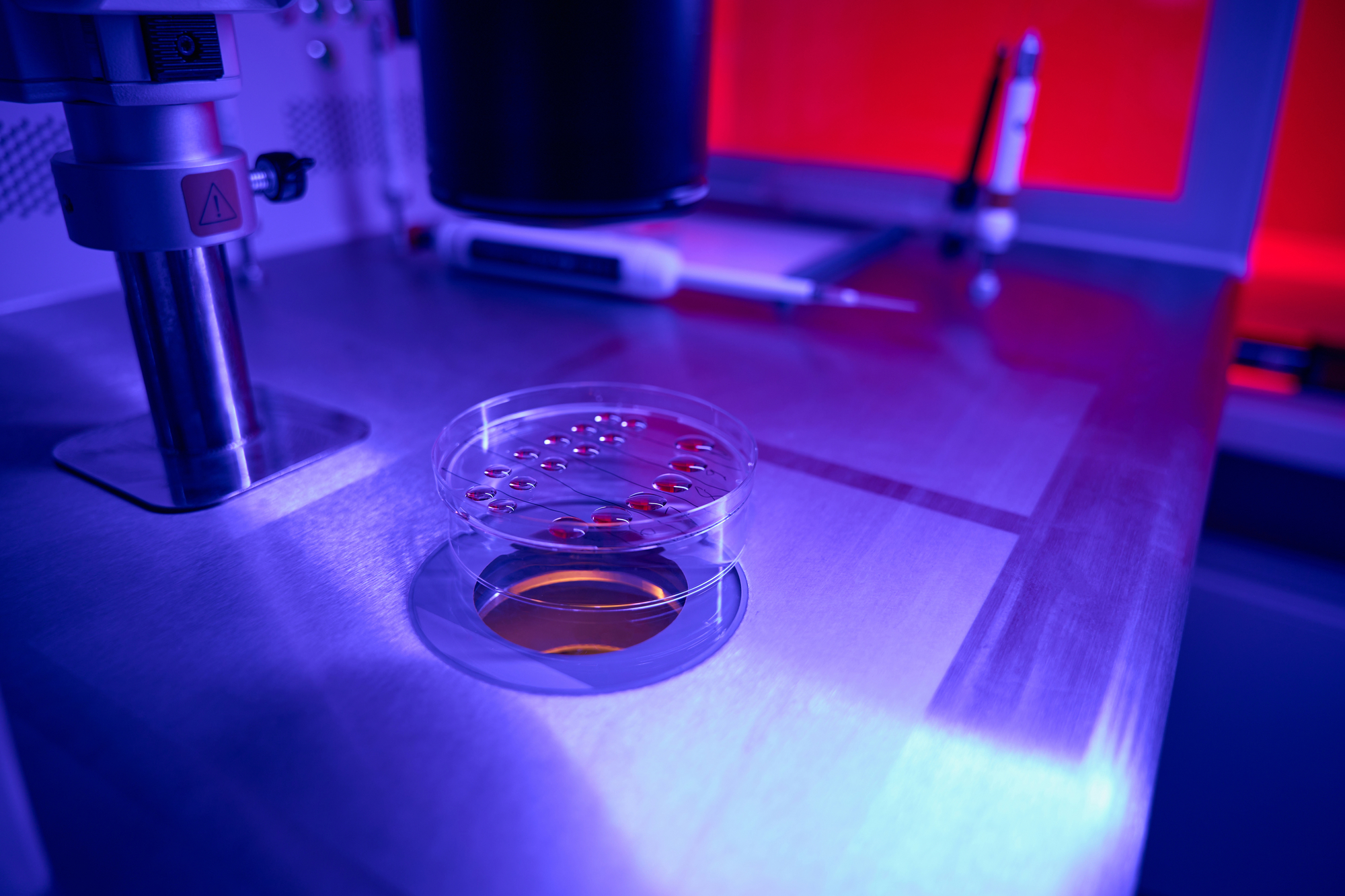 photograph of in vitro cell culture dish in lab