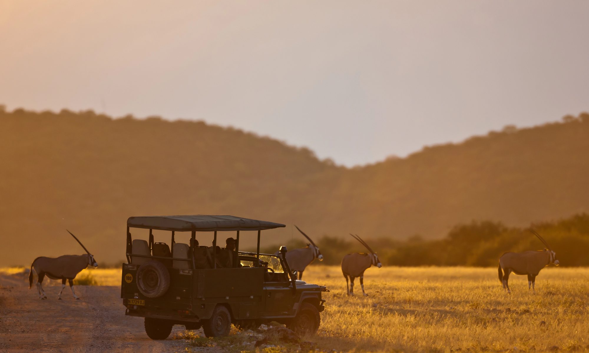 photograph of gazelles followed by safari vehicle