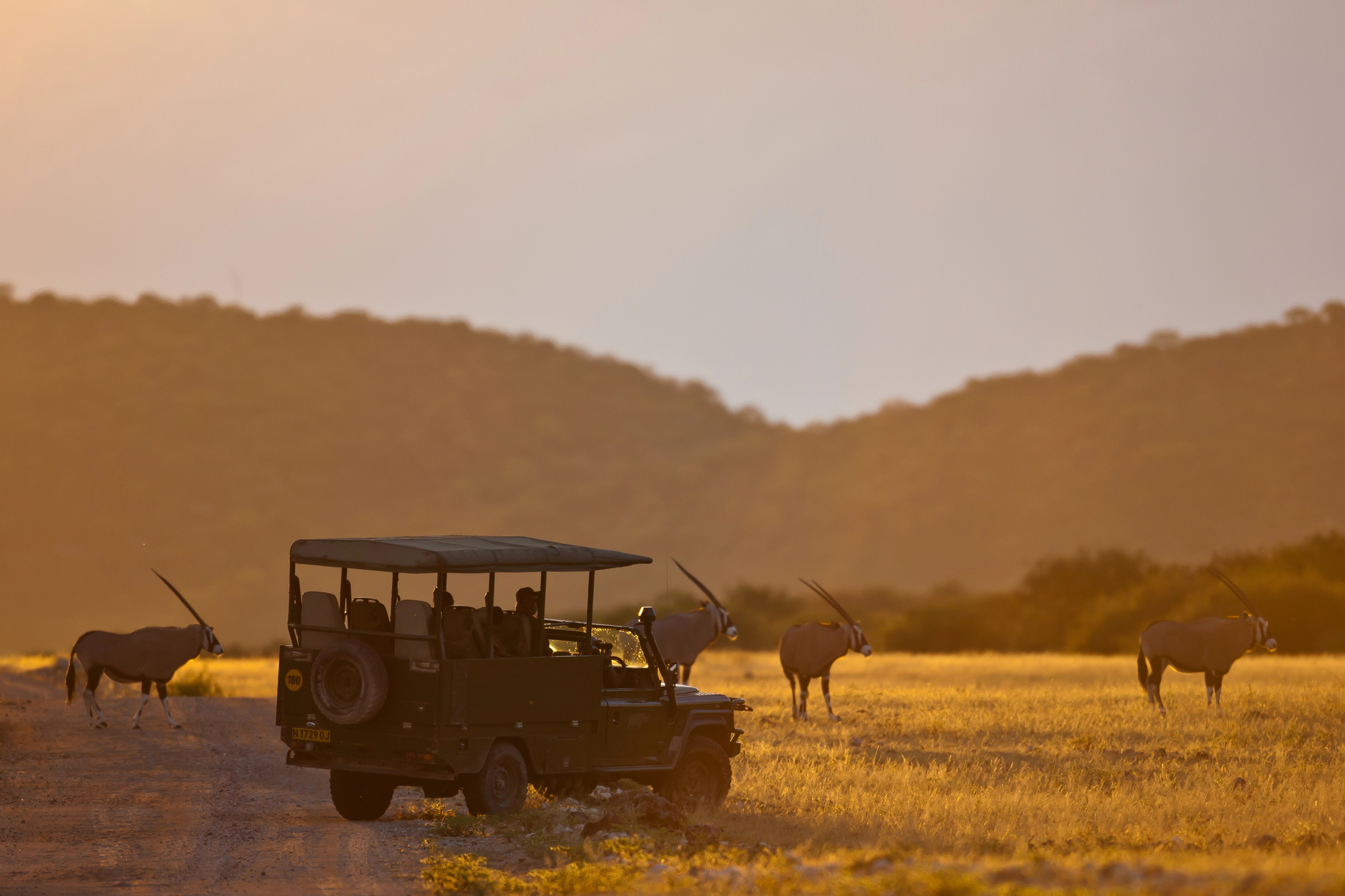 photograph of gazelles followed by safari vehicle