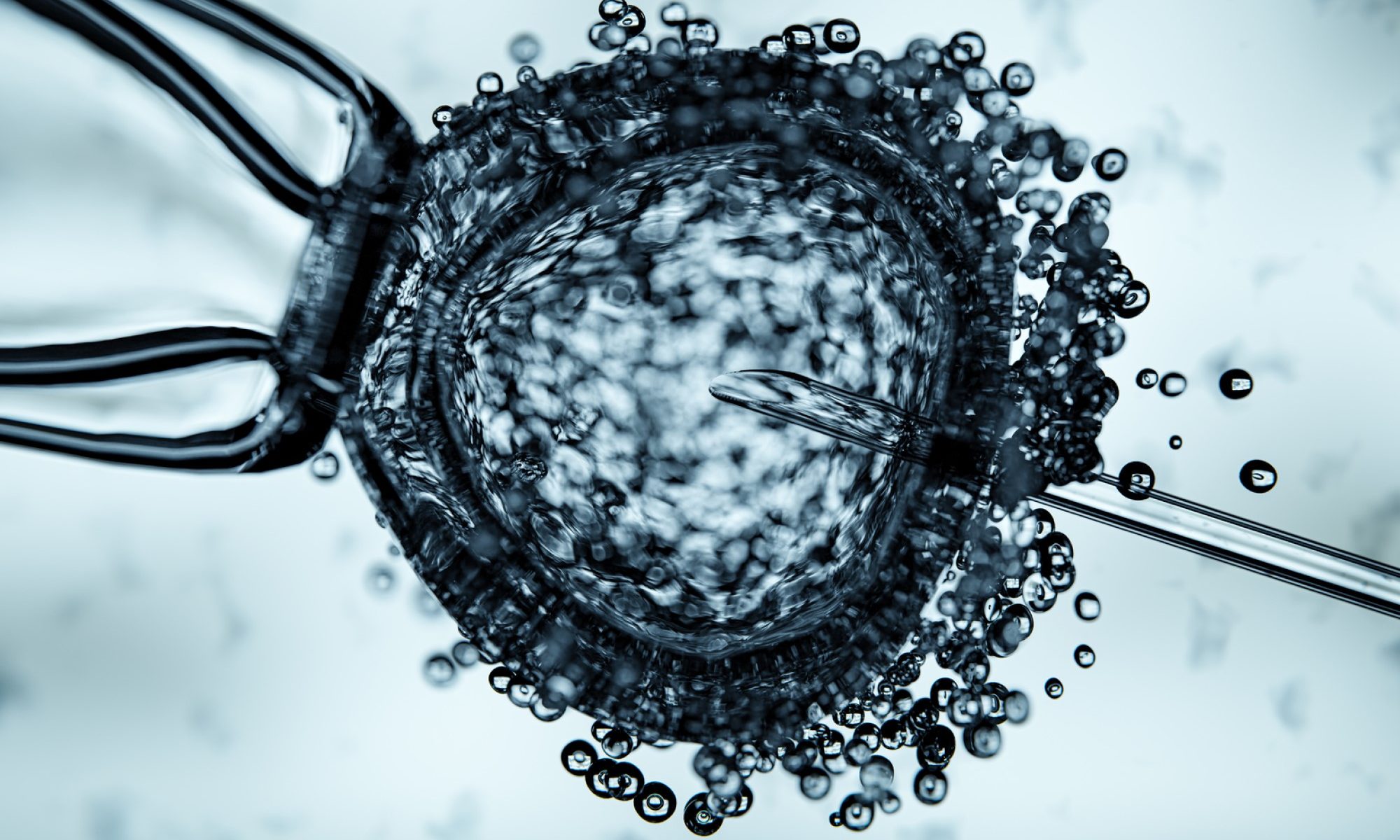 image of in vitro fertilization