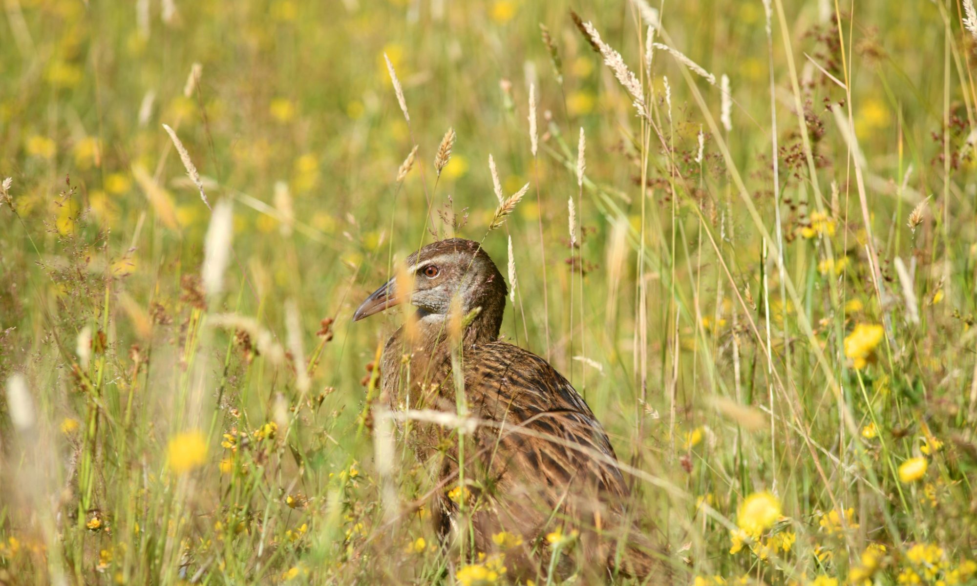 image of weka hiding in tall grass