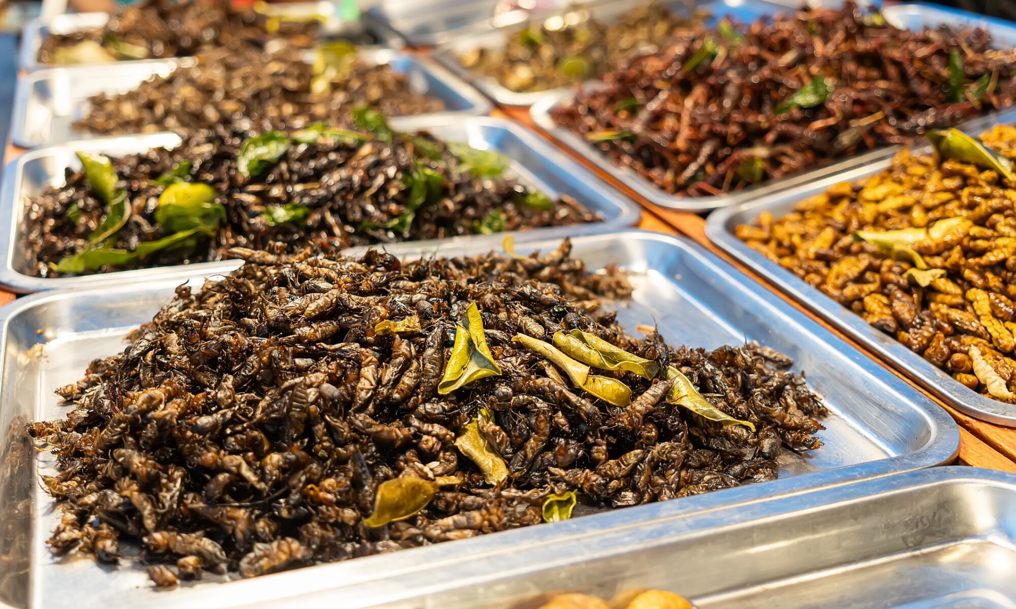 photograph of insect dishes on buffet